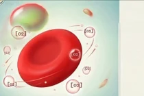 Giải mã các chỉ số xét nghiệm tổng phân tích máu