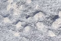 Khám phá bí mật hệ sinh thái cổ đại qua dấu vết hóa thạch ở Nam Phi