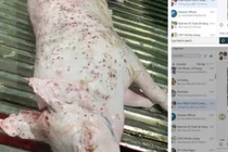 Kiểm tra cửa hàng Công ty C.P. Việt Nam bị "tố" bán thịt bẩn