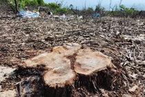 Rừng phòng hộ ven biển ở Huế bị chặt phá nghiêm trọng