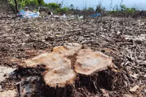 Rừng phòng hộ ven biển ở Huế bị chặt phá nghiêm trọng