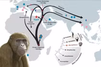 Khám phá hóa thạch linh trưởng 18 triệu năm tuổi ở Ai Cập