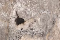 Tìm thấy xương của thủy quái kỷ Jura trên trần hang động đá vôi