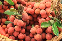 Người phụ nữ cấp cứu khi ăn hơn 100 quả vải trong một ngày