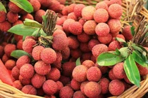 Người phụ nữ cấp cứu khi ăn hơn 100 quả vải trong một ngày