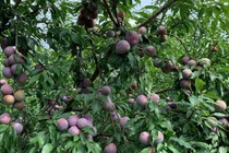 Đến Mộc Châu mùa hái mận, chọn tour thế nào?