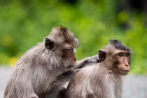 5 trường hợp bị khỉ cắn khi tham quan Mũi Điện phải cấp cứu