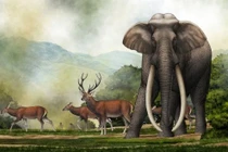 Soi loài voi ngà thẳng khổng lồ bị người Neanderthal săn bắt 