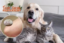 [INFOGRAPHIC] Triệu chứng thường gặp của bệnh sán chó mèo ở người