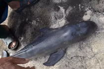 Điểm danh những loài cá lạ, kích thước 'khủng' từng dạt vào bờ