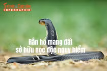 [INFOGRAPHIC] Rắn hổ mang đất sở hữu nọc độc nguy hiểm