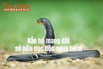 [INFOGRAPHIC] Rắn hổ mang đất sở hữu nọc độc nguy hiểm