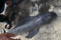 Điểm danh những loài cá lạ, kích thước 'khủng' từng dạt vào bờ