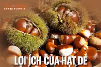 [INFOGRAPHIC] Lợi ích của hạt dẻ cho sức khỏe toàn diện