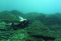 Cụm san hô Porites rus lớn nhất thế giới mọc gần núi lửa ngầm