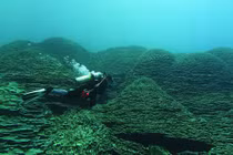 Cụm san hô Porites rus lớn nhất thế giới mọc gần núi lửa ngầm