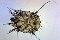 8 sự thật đáng sợ về loài ghẻ bạn chưa biết