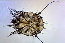 8 sự thật đáng sợ về loài ghẻ bạn chưa biết