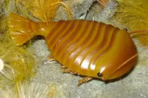 Sinh vật kỳ lạ 500 triệu năm tuổi hé lộ bí ẩn đại dương thời tiền sử