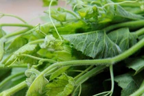 Đừng chỉ xào tỏi, rau bí nấu canh kiểu này ngon mê ly