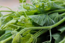 Đừng chỉ xào tỏi, rau bí nấu canh kiểu này ngon mê ly