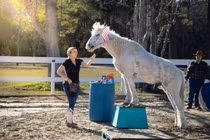 Ngựa lập kỷ lục Guinness thế giới với 38 động tác trong 3 phút