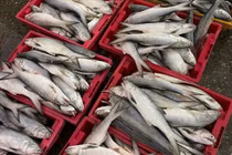 Ngư dân Nghệ An trúng mẻ cá ngứa, thu về 500 triệu đồng