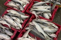 Ngư dân Nghệ An trúng mẻ cá ngứa, thu về 500 triệu đồng