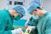 Bệnh nhi 2 tuổi sốt cao do viêm tinh hoàn, bệnh không thể xem nhẹ