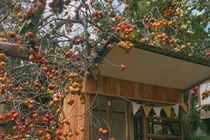 Gợi ý chọn tour săn mùa hồng Đà Lạt