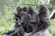 Khám phá loài khỉ đen chai mông độc đáo ở Indonesia