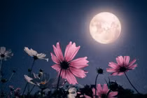 Chiêm ngưỡng 'Trăng Hồng' rực rỡ đầu tháng 4 