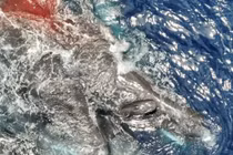 Lần đầu tiên giới khoa học ghi hình được cá nhà táng sinh sản ngoài tự nhiên