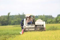 Nông dân Hà Tĩnh khẩn trương thu hoạch lúa trước bão số 5 Kajiki