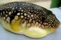 9 người ở Lâm Đồng bị ngộ độc sau khi ăn cá nóc