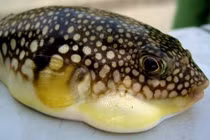 9 người ở Lâm Đồng bị ngộ độc sau khi ăn cá nóc