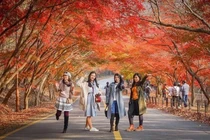 Du lịch mùa lá đỏ Hàn Quốc, chọn tour chuẩn đẹp, trải nghiệm trọn vẹn