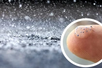 Bất ngờ loài thực vật giúp loại bỏ tới 90% vi nhựa trong nước