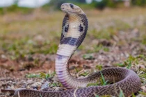 Bé trai 1 tuổi cắn chết rắn hổ mang gây sốc