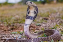 Bé trai 1 tuổi cắn chết rắn hổ mang gây sốc