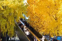 Ấn tượng cảnh sắc mùa đông ở Trung Quốc