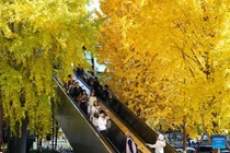 Ấn tượng cảnh sắc mùa đông ở Trung Quốc