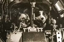 Chuyến bay lịch sử của Sputnik 5 và hai chú chó anh hùng 