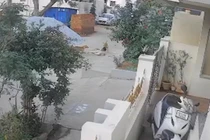 Đang chơi trong khu dân cư, bé gái bị chó hoang tấn công