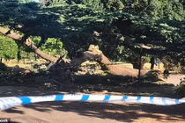 Bé gái 7 tuổi tử vong vì cành cây rơi trúng người