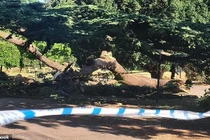 Bé gái 7 tuổi tử vong vì cành cây rơi trúng người