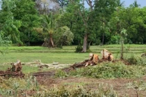 Trú dưới gốc cây, thai phụ bị sét đánh tử vong