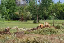 Trú dưới gốc cây, thai phụ bị sét đánh tử vong