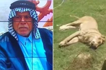 Mua sư tử về làm thú cưng, người đàn ông gặp họa kinh hoàng
