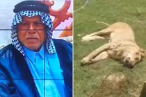 Mua sư tử về làm thú cưng, người đàn ông gặp họa kinh hoàng
